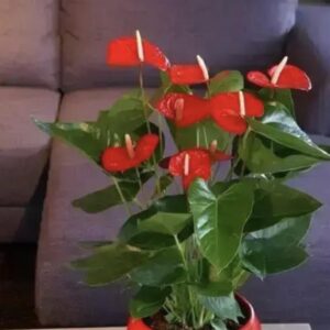 Anthurium con vaso