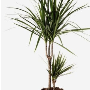 Dracena Marginata