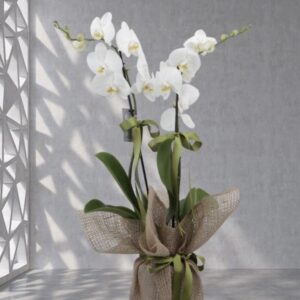 Phalaenopsis orchidea 2 rami